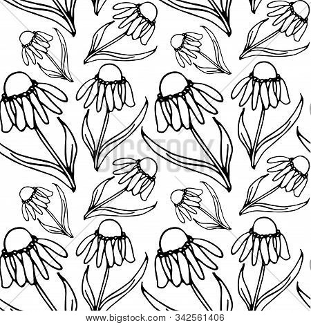 Floral Monochrome Echinacea Endless Pattern, Hand Drawn Seamless Background Ink Graphic Art Design E