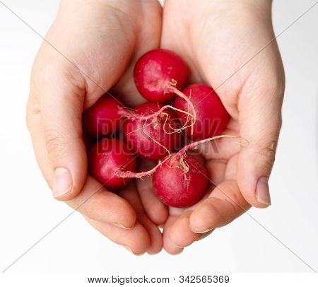 Red Hazelnut Radishes Of A Handful. Organic Food Background.  Healthy, Vegan Nutrition Background. I
