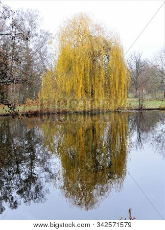 Weeping Willow In Autumn With Refections On The Water