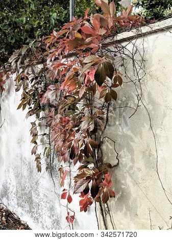 Red Vine Leafes Climbing On A White Wall