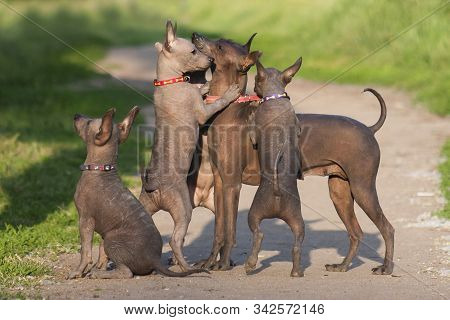 A Lot Of Xolo Dogs (xoloitzcuintle, Mexican Hairless) Mom And Cubs Are Playing