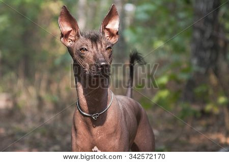 Xolo Dog Breed (xoloitzcuintle, Mexican Hairless) In A Summer Forest