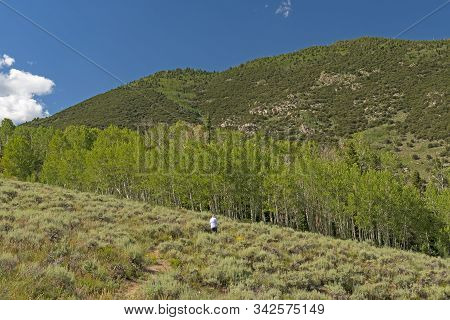 Hiking To A Grove Of Aspen In The Mountains On The Serviceberry Trail In Great Basin National Park I