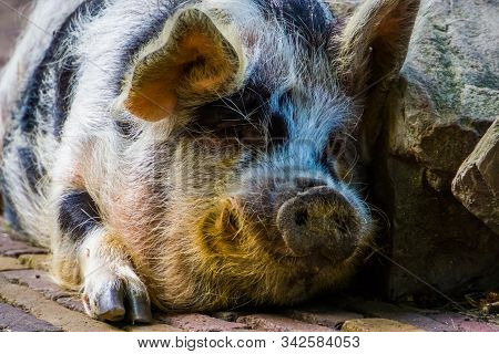 Closeup Of The Face Of A Domestic Pig, Popular Zoo And Farm Animals