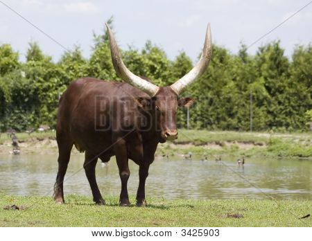 Watussi-Bull