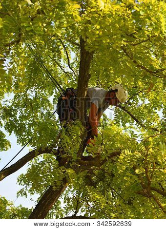 St Neots, Cambridgeshire, England - September 03, 2018: Tree Surgeon Up Tree With Chainsaw Trimming.