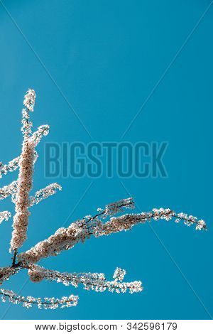 A Beautiful Blooming Branch In Sprong Time