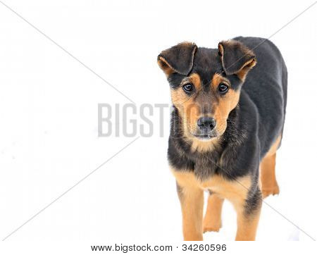 streunender Hund auf weißem Hintergrund