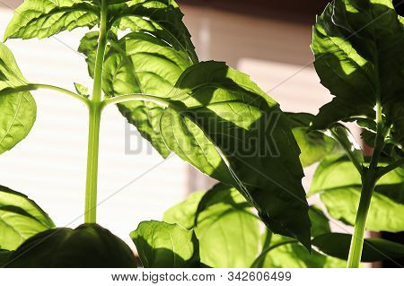 Basil Plant Stems And Leaves Silhouetted Against A Window
