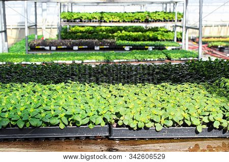 Young Basil Plants Growing On A Greenhouse Table