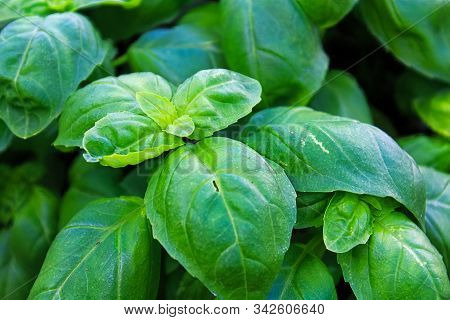 Closeup Of Fibrant Fresh Basil Plant Leaves
