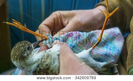 Bird Banding Is A Useful Tool For The Study Of Migration. Bird Watching And Animal Concept.