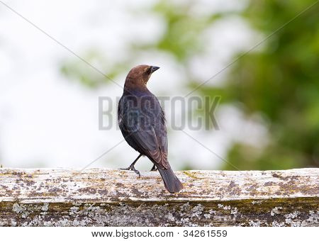 Brown diresse testabruna