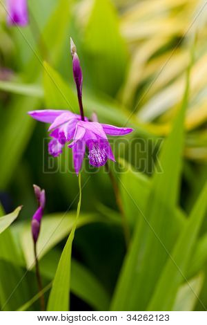 Otužilá orchideje