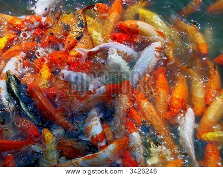 Goldfishes