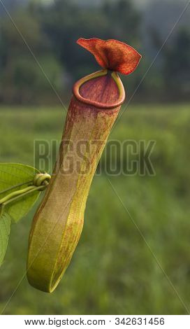 Pitcher Plant, Carnivorous Plants With Modified Leaves Known With Pitfall Traps In Meghalaya, India