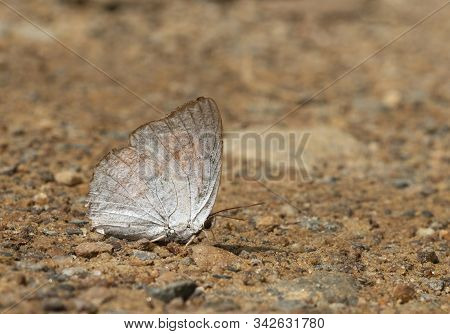 Indian Sunbeam, Curetis Thetis, Butterfly At Garo Hills In Meghalaya, India