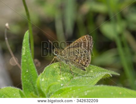 Veined Scrub Hopper Butterfly, Aeromachus Stigmata At Sikkim, India