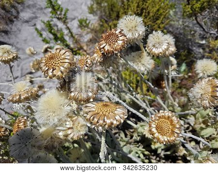 Plants And Flowers At Table Mountain National Park In Cape Town, South Africa. Beautiful Plants From