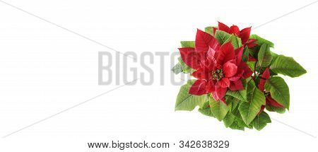 Poinsettia Or Christmas Star, Isolated On White Background. Christmas And New Year Concept, Banner. 