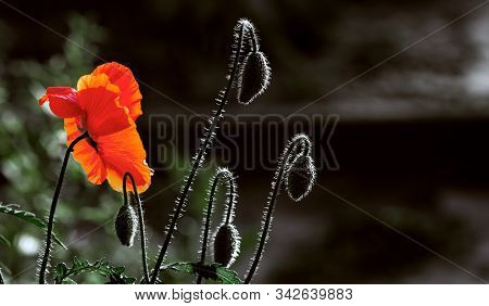 Textured, Close-up Poppy Freshness..a Living Embodiment Of The Fantasy Of Nature.natural And Beautif