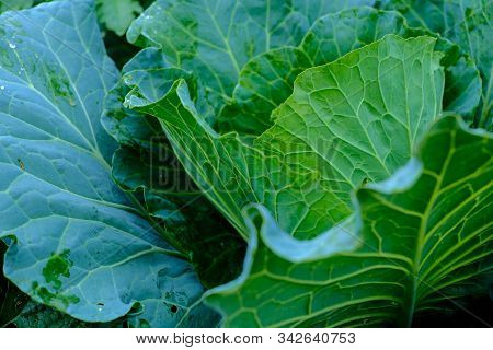 Orgarnic Cabbage Head With Green Leaf Raw Food Ingridient