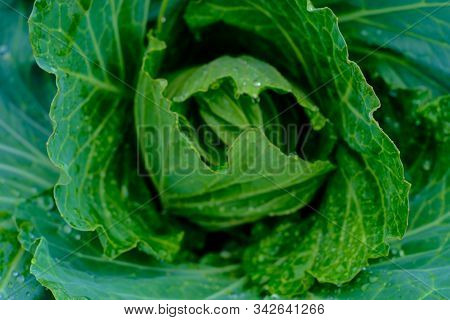 Orgarnic Cabbage Head With Green Leaf Raw Food Ingridient