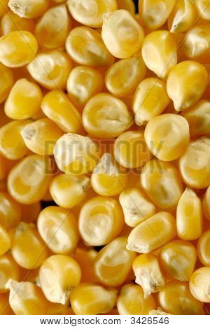 Semi di mais