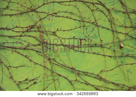 Metallic Wall Background, Texture, Colored In Green Color With The Creeping Vines. Old Rusty Surface