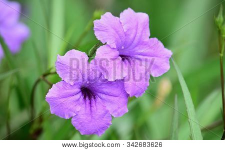 Ruellia Flower (purple Flower Isolated) - Close Up Detail Of Ruellia Flowers, Ruellia Flower Isolati