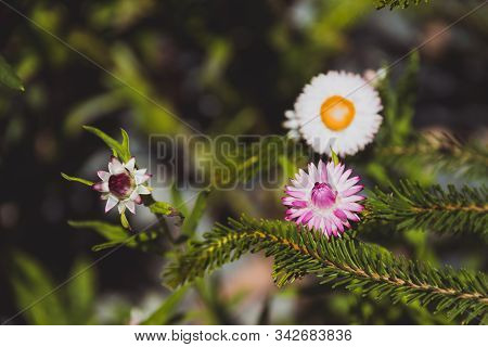 Helychrysum Paper Daisy Plant With Flowers Shot At Shallow Depth Of Field On A Sunny Summer Day In P