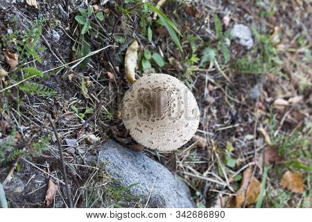 Picture Of Mushroom Taken In Valtellina