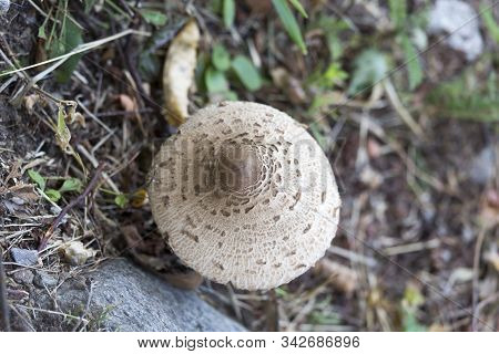 Picture Of Mushroom Taken In Valtellina