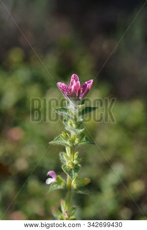 Annual Clary - Latin Name - Salvia Viridis