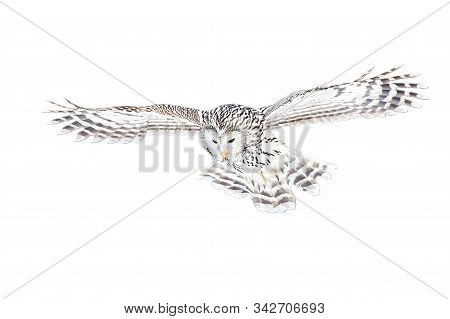 Ural Owl, Strix Uralensis, Flying Isolated On White Background
