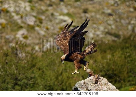 The Golden Eagle (aquila Chrysaetos) Sitting On The Rock. Male Golden Eagle In The Spanish Mountains