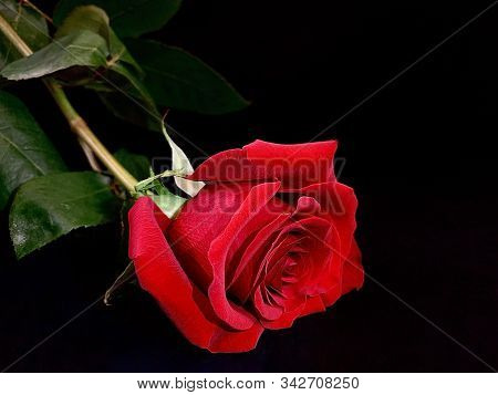 Beautiful Red Rose On A Black Background. One Lying Rose With A Bright Bud. Concept: Love, Lonelines