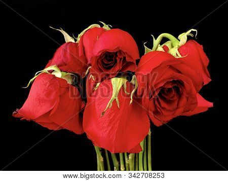 Bouquet Of Withered Red Roses On A Black Background. Roses With Wilted Buds. Concept: Love Wilted.