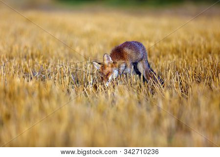 Red Fox (vulpes Vulpes) On Freshly Mown Stubble With Caught Rodent. Red Fox With Prey In Teeth. Fox 