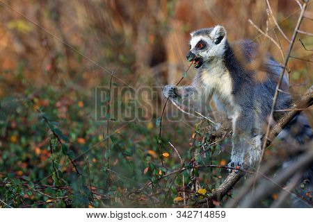The Ring-tailed Lemur (lemur Catta) Sits In A Thicket And Eats Leaves.portrait Of A Glowing Lemur Wi