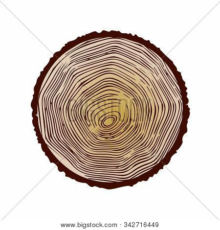 Vector Wood Texture Cross Section Tree Rings Cut Slice Brown Stump Isolated On White Showing Age And