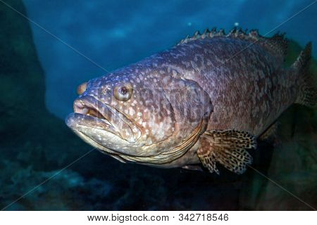 The Atlantic Goliath Grouper Or Itajara (epinephelus Itajara) Is A Large Saltwater Fish Of The Group