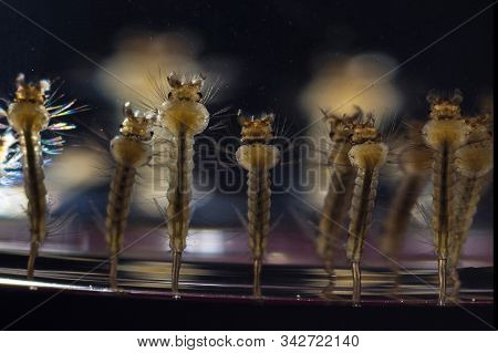 This Are Mosquitoes From Oviposition To Death