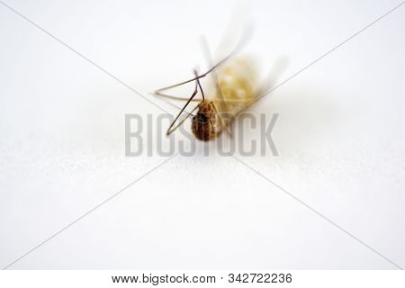 This Are Mosquitoes From Oviposition To Death