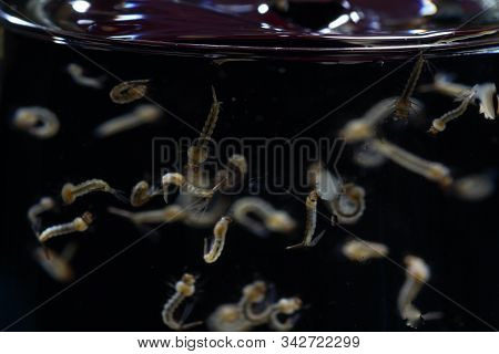 This Are Mosquitoes From Oviposition To Death