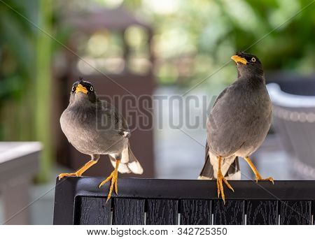 Javan Mynah, Acridotheres Javanicus, Two Birds Sitting On A Chair In An Outdoor Restaurant In Singap