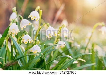 Spring Flowers In The Shining Sunlight , Leucojum Vernum, Called Spring Snowflake