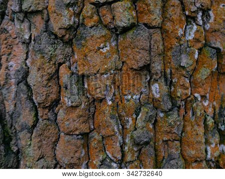 Rough Textured Tree Bark With Orange Growth