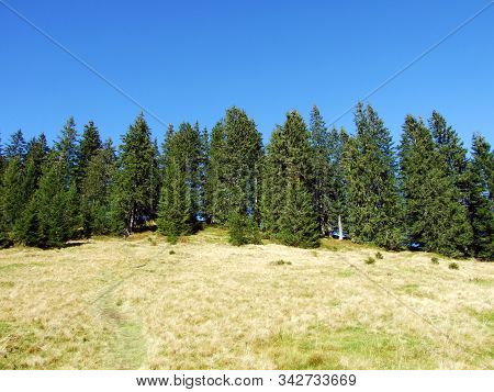 Evergreen Or Coniferous Forests On The Churfirsten Mountain Range And In The Toggenburg Region, Star