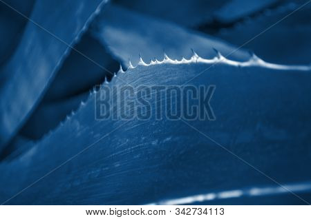 Close Up Yucca Leaves With Thorns Toned In Trendy Blue Color. 2020 Color Trend.
